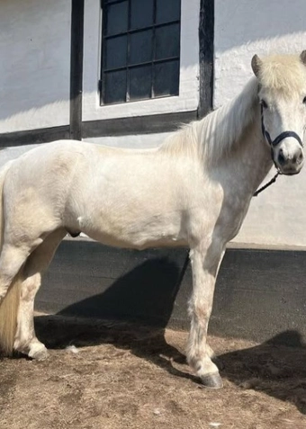 Islænder ridning tirsdag - Klik for at tilmelde dig