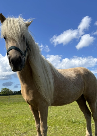 Islænder ridning fredag - Klik for at tilmelde dig