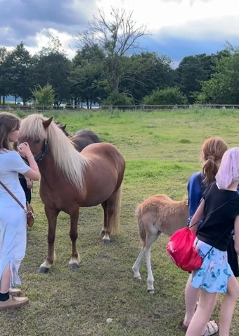 Islænder ridning mandag - Klik for at tilmelde dig