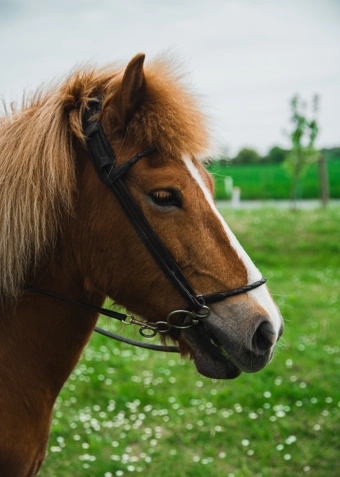 Ridning torsdag - Klik for at tilmelde dig