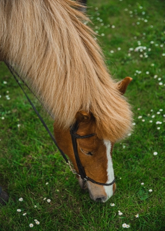 Ridning fredag - Klik for at tilmelde dig
