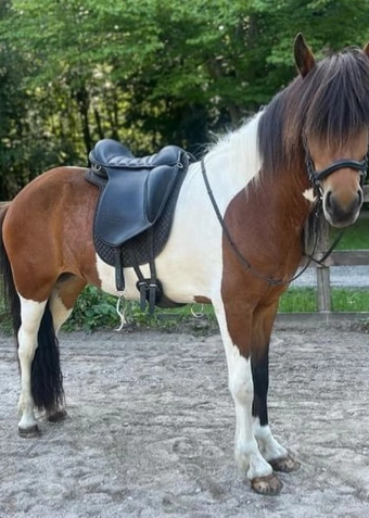 Islænder ridning mandag - Klik for at tilmelde dig