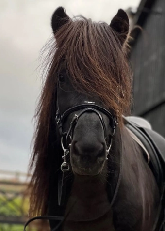 Islænder ridning tirsdag - Klik for at tilmelde dig