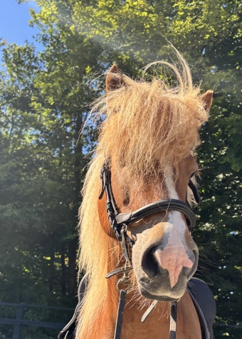 Islænder ridning fredag - Klik for at tilmelde dig